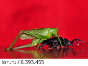 Самка кузнечика борется с  короедом. Стоковое фото, фотограф Владимир Макеев / Фотобанк Лори