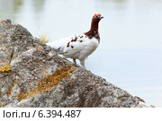 Куропатка белая, Lagopus lagopus, Willow ptarmigan. Стоковое фото, фотограф Василий Вишневский / Фотобанк Лори