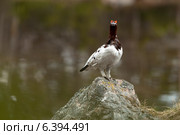 Куропатка белая, Lagopus lagopus, Willow ptarmigan. Стоковое фото, фотограф Василий Вишневский / Фотобанк Лори