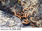 Помет куропатки белой, Lagopus lagopus. Стоковое фото, фотограф Василий Вишневский / Фотобанк Лори