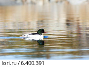 Крохаль большой, Mergus merganser, Goosander (2014 год). Редакционное фото, фотограф Василий Вишневский / Фотобанк Лори