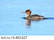 Крохаль длинноносый, Mergus serrator, Red-breasted Merganser. Стоковое фото, фотограф Василий Вишневский / Фотобанк Лори