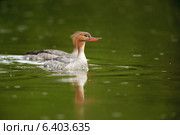 Крохаль длинноносый, Mergus serrator, Red-breasted Merganser. Стоковое фото, фотограф Василий Вишневский / Фотобанк Лори