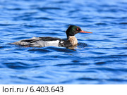 Крохаль длинноносый, Mergus serrator, Red-breasted Merganser. Стоковое фото, фотограф Василий Вишневский / Фотобанк Лори