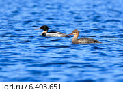 Крохаль длинноносый, Mergus serrator, Red-breasted Merganser. Стоковое фото, фотограф Василий Вишневский / Фотобанк Лори