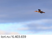 Крохаль длинноносый, Mergus serrator, Red-breasted Merganser. Стоковое фото, фотограф Василий Вишневский / Фотобанк Лори