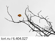 Последний лист. Стоковое фото, фотограф Антон Каменский / Фотобанк Лори