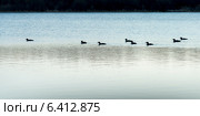 Flock of ducks swimming in a lake, Manitoba, Canada. Стоковое фото, агентство Ingram Publishing / Фотобанк Лори
