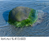 Mossy rock in water, Twillingate, North Twillingate Island, Newfoundland And Labrador, Canada (2013 год). Стоковое фото, агентство Ingram Publishing / Фотобанк Лори