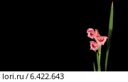 Розовый гладиолус (Gladiolus Thats Love), альфа канал, таймлапс. Стоковое видео, видеограф Артем Поваров / Фотобанк Лори