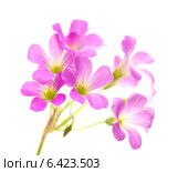 Розовые цветы Кислицы щитковидной (Oxalis corymbosa) Стоковое фото, фотограф Tamara Kulikova / Фотобанк Лори