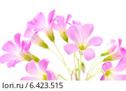 Розовые цветы Oxalis corymbosa (Кислица щитковидная) Стоковое фото, фотограф Tamara Kulikova / Фотобанк Лори