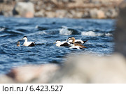 Гага обыкновенная, Somateria molissima, Common Eider. Стоковое фото, фотограф Василий Вишневский / Фотобанк Лори