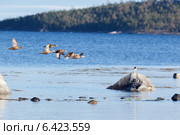Гага обыкновенная, Somateria molissima, Common Eider. Стоковое фото, фотограф Василий Вишневский / Фотобанк Лори