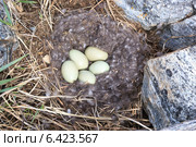 Гага обыкновенная, Гнездо с яйцами среди камней. Somateria molissima, Common Eider. Стоковое фото, фотограф Василий Вишневский / Фотобанк Лори