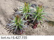 Растущие лилии с лилейной трещалкой (лат. Lilioceris lilii) на листе. Стоковое фото, фотограф Елена Коромыслова / Фотобанк Лори