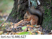 Белка в лесу. Стоковое фото, фотограф Яна Королёва / Фотобанк Лори