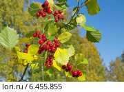 Боярышник обыкновенный  (лат. Crataegus laevigata) Стоковое фото, фотограф Елена Коромыслова / Фотобанк Лори