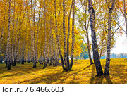 Осень. Берёзовая роща с пожелтевшей листвой. Стоковое фото, фотограф Евгений Мухортов / Фотобанк Лори