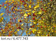 Боярышник обыкновенный  (лат. Crataegus laevigata), фон. Стоковое фото, фотограф Елена Коромыслова / Фотобанк Лори