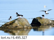 Кулик-сорока, Haematopus ostralegus, Eurasian Oystercatcher. Стоковое фото, фотограф Василий Вишневский / Фотобанк Лори