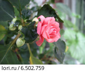 Бальзамин комнатный розовый (impatiens) Стоковое фото, фотограф Светлана Ильева (Иванова) / Фотобанк Лори