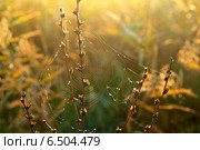 Паутина на осенней траве. Стоковое фото, фотограф александр жарников / Фотобанк Лори
