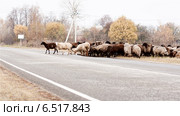 Отара овец переходит автомобильную дорогу осенью. Стоковое фото, фотограф Эдуард Паравян / Фотобанк Лори