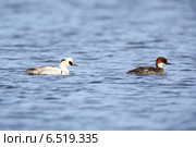 Луток, Mergus albellus, Mergellus albellus, Smew. Стоковое фото, фотограф Василий Вишневский / Фотобанк Лори