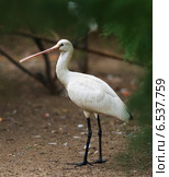 Eurasian Spoonbill. Стоковое фото, фотограф Яков Филимонов / Фотобанк Лори