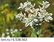 Молочай Окаймленный (лат. Euphorbia marginata) Стоковое фото, фотограф lana1501 / Фотобанк Лори