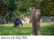 Горилла в зоопарке (2014 год). Стоковое фото, фотограф Анастасия Улитко / Фотобанк Лори