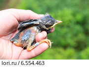 Дрозд-рябинник, Turdus pilaris, Fieldfare. Стоковое фото, фотограф Василий Вишневский / Фотобанк Лори