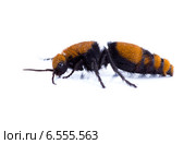 Бескрылая  оса - немка, убийца коров, бархатный муравей (лат. Mutillidae). Вид сбоку. Стоковое фото, фотограф Ирина Кожемякина / Фотобанк Лори
