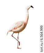 Full Length of Chilean flamingo (Phoenicopterus chilensis) Стоковое фото, фотограф Яков Филимонов / Фотобанк Лори