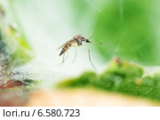 Culex pipiens - Комар обыкновенный на траве. Стоковое фото, фотограф Anton Kozyrev / Фотобанк Лори