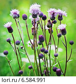 Бодяк полевой или Розовый осот (Cirsium arvense) — вид многолетних травянистых растений из рода Бодяк семейства Астровые, или Сложноцветные (Asteraceae) Стоковое фото, фотограф Евгений Мухортов / Фотобанк Лори