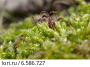 Кукушкин лен (лат. Polytrichum commune) Стоковое фото, фотограф Елена Коромыслова / Фотобанк Лори