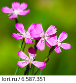 Гвоздика травянка (Diаnthus deltoides) Стоковое фото, фотограф Евгений Мухортов / Фотобанк Лори