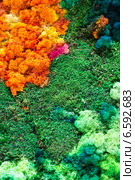 Nature colorful background. Стоковое фото, фотограф Яков Филимонов / Фотобанк Лори