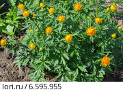 Купальница азиатская (лат. Trollius) Стоковое фото, фотограф Елена Коромыслова / Фотобанк Лори