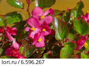 Бегония вечноцветущая (лат. Begonia semperflorens) Стоковое фото, фотограф Елена Коромыслова / Фотобанк Лори