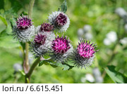 Соцветие лопуха, репейника (лат. Arctium) крупным планом. Стоковое фото, фотограф Елена Коромыслова / Фотобанк Лори