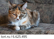 Довольная домашняя кошка урчит на диване (лат. Felis silvestris catus) Стоковое фото, фотограф Виктория Катьянова / Фотобанк Лори