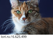Домашняя кошечка с большими зелеными глазами крупным планом (лат. Felis silvestris catus) Стоковое фото, фотограф Виктория Катьянова / Фотобанк Лори
