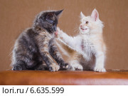 Два котенка породы мейн-кун. Стоковое фото, фотограф Gagara / Фотобанк Лори