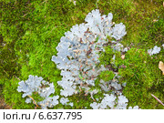 Пельтигера собачья, или собачий лишайник (Peltigera canina) Стоковое фото, фотограф Сергей Дубров / Фотобанк Лори