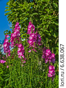 Сидальцея мальвоцветковая (лат. Sidalcea malviflora) Стоковое фото, фотограф Ольга Сейфутдинова / Фотобанк Лори