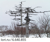 Причудливое сухое дерево. Стоковое фото, фотограф Валентин Ищук / Фотобанк Лори