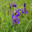 Ирис мечевидный (Iris ensata) Стоковое фото, фотограф Ирина Яровая / Фотобанк Лори